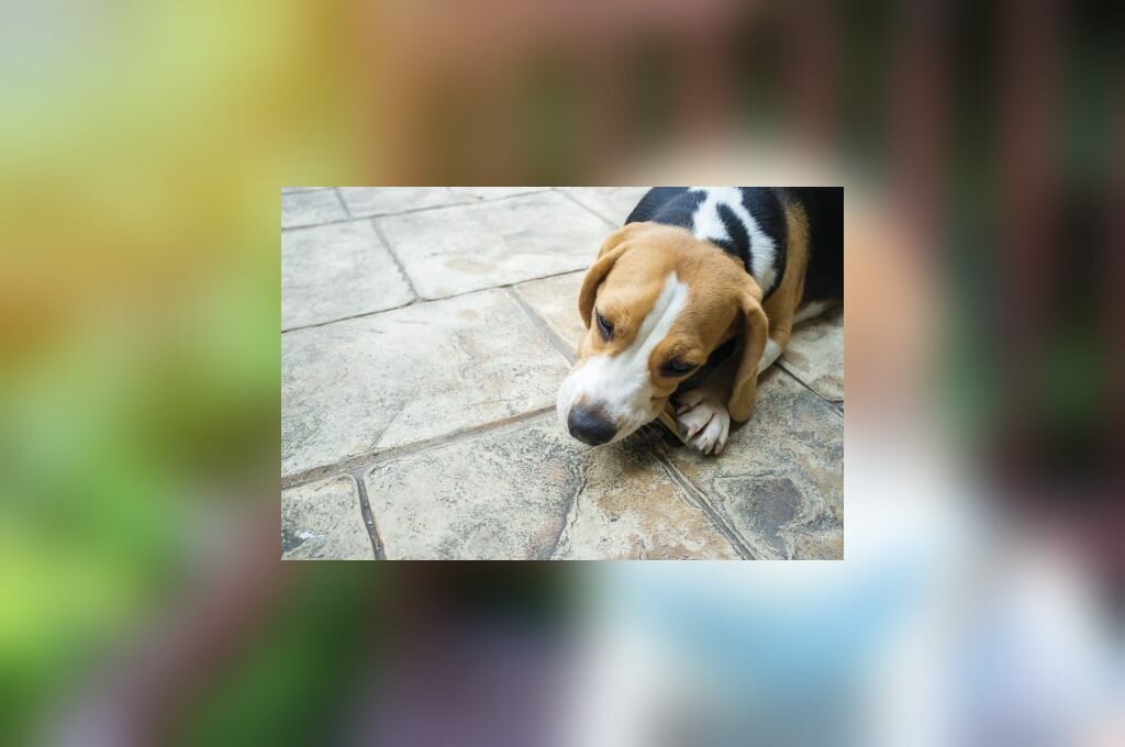 Woher wissen, welche Knochen für meinen Beagle sicher sind?