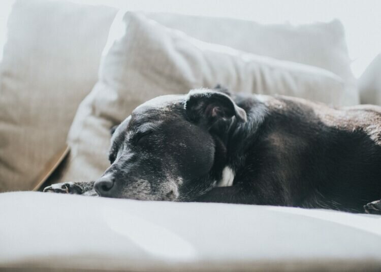 Anämie bei Hunden