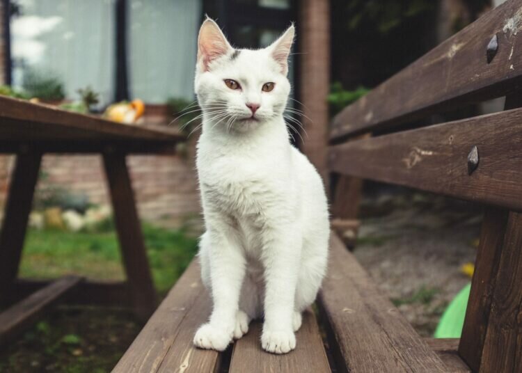 Was tun, wenn Sie eine verlorene Katze gefunden haben?