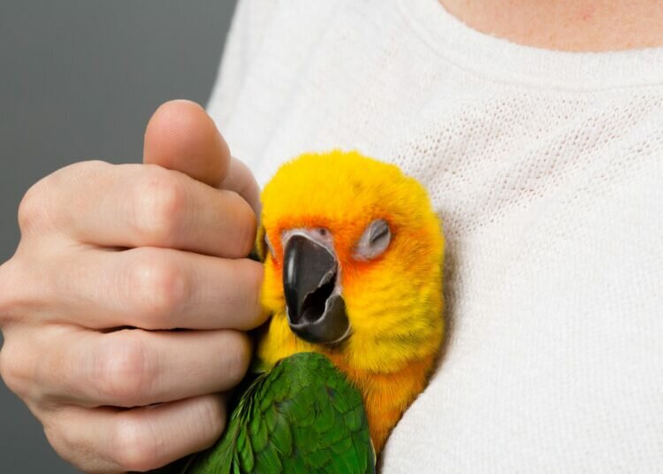 Wie Sie Ihren Vogel trainieren, um Streicheln zu erlauben