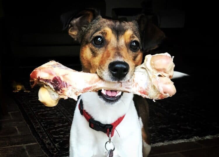 Warum Sie in dieser Weihnachtszeit gekochte Knochen von Ihrem Hund fernhalten sollten