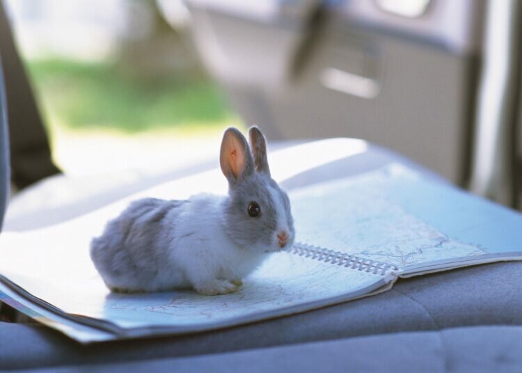 Wie man mit einem Kaninchen in einem Auto reist