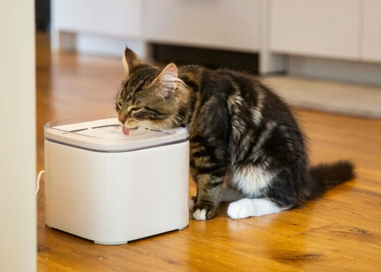 Wie viel Wasser muss eine erwachsene Katze trinken?