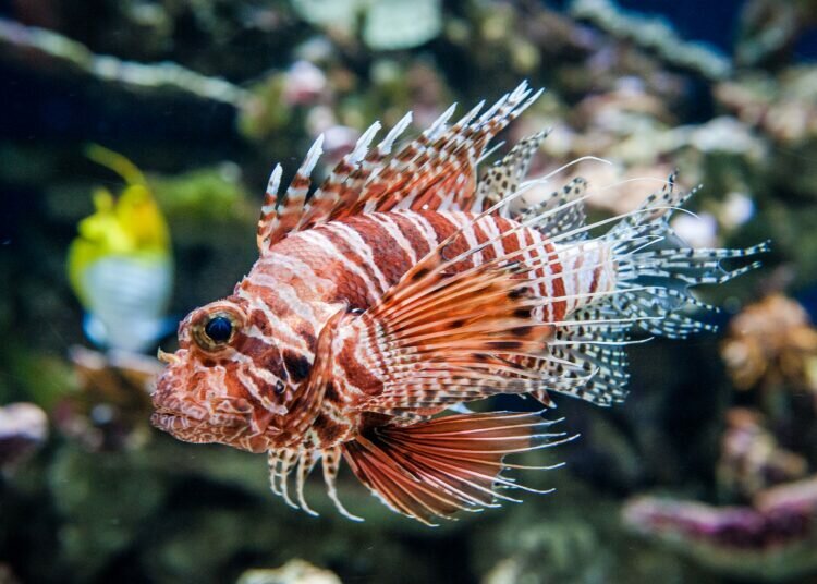 Vorsicht vor giftigen Fischen in Salzwasseraquarien