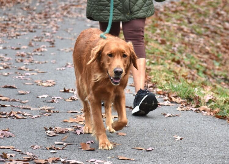 Wie man mit seinem Hund Gassi geht