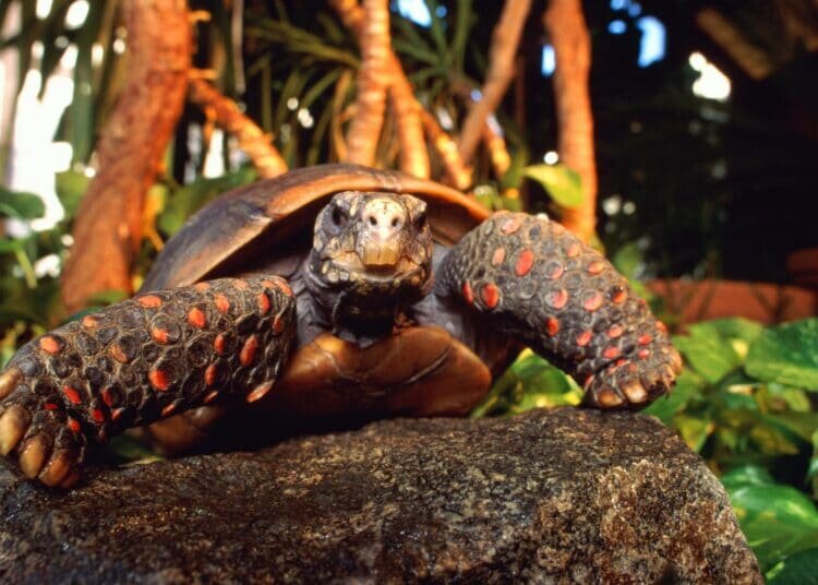 Ein Leitfaden zur Pflege von Rotfußschildkröten als Haustiere