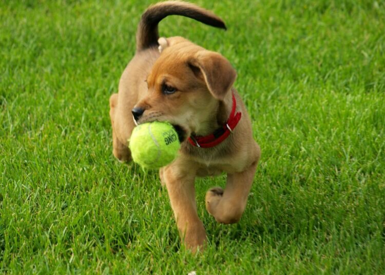 10 häufige Fehler, die Hundebesitzer machen