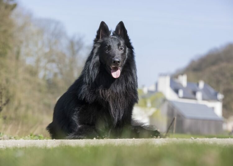 10 beliebte Hunderassen mit schwarzem Fell