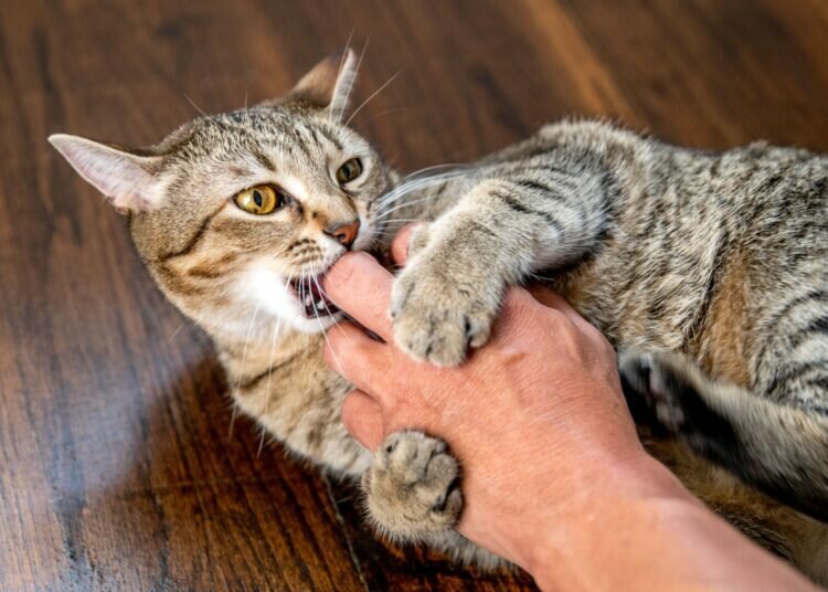 So verhindern Sie, dass Katzen beißen und kratzen