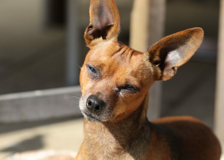 Hautkrebs bei Hunden: Symptome, Behandlung und Vorbeugung