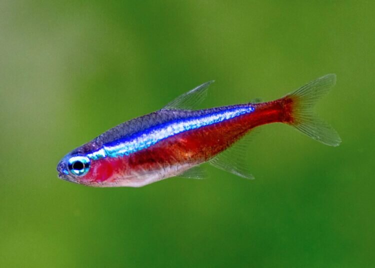 Kardinal Tetra (Red Neon Tetra) Fischartenprofil