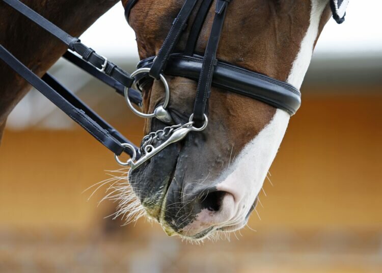 Verwendung von Curb Bits für das Reiten