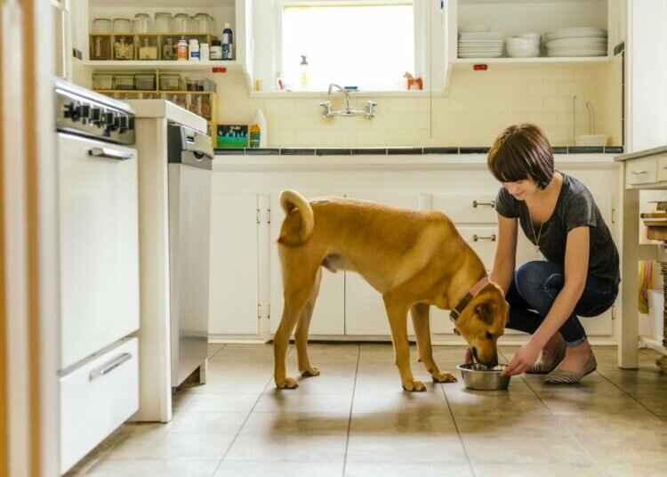 Welche Art von Futter sollte ich meinem diabetischen Hund füttern?