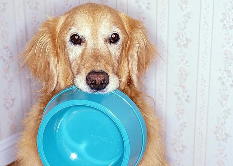 Hundefutter und grundlegende Fütterungstipps