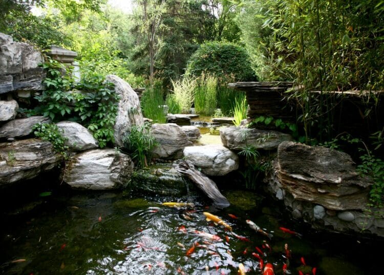 Aquarienfische für Springbrunnen und Teiche im Freien