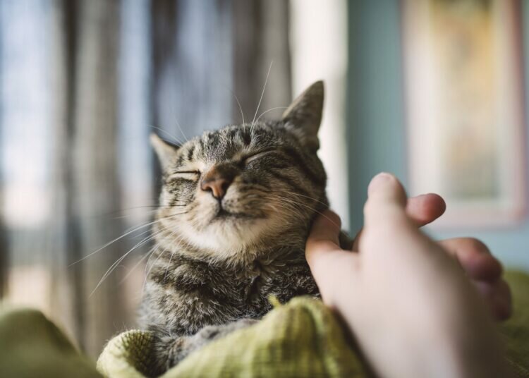 7 Orte, an denen Katzen gerne gestreichelt werden