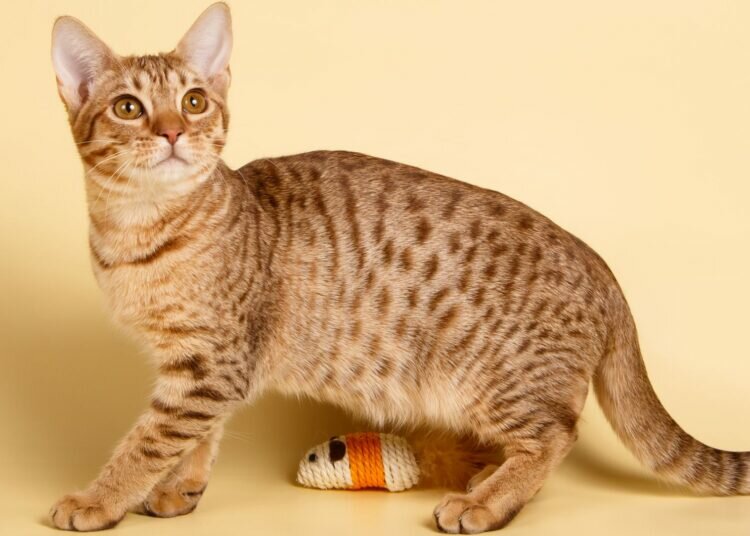 Ocicat Cat – Vollständiges Profil, Geschichte und Pflege