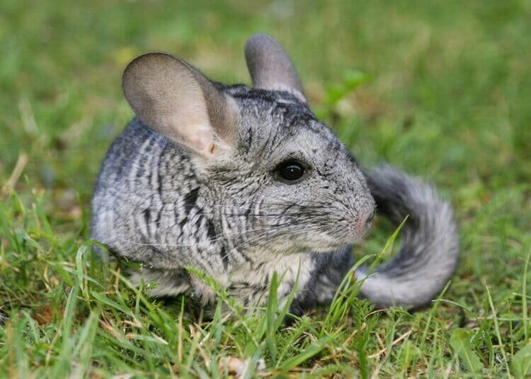 Ursachen für Fellrutsch und Haarausfall bei Chinchillas