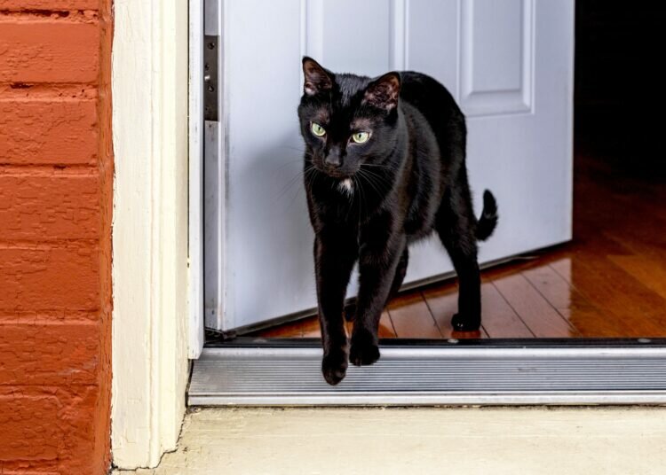 Gründe, warum Ihre Katze versucht zu fliehen und wie Sie sie stoppen können