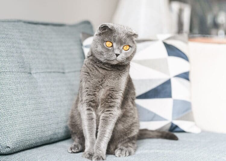 Scottish Fold Cat – Vollständiges Profil, Geschichte und Pflege