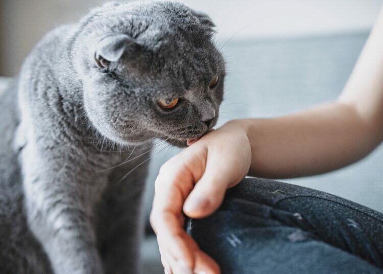 Gründe, warum deine Katze dich leckt