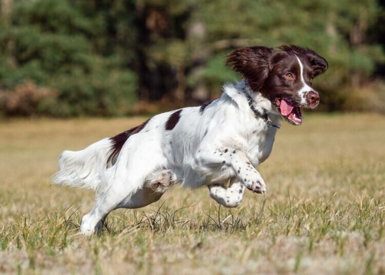 English Springer Spaniel: Rassemerkmale & Pflege