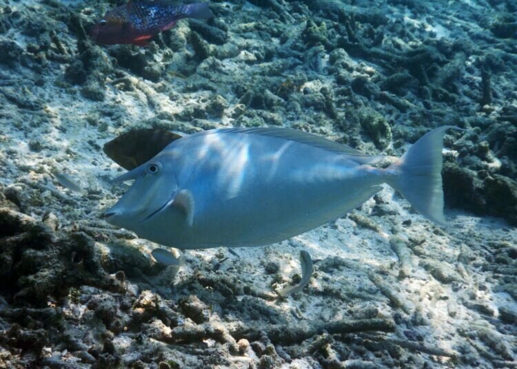 Profil der Fischrasse Naso Tang